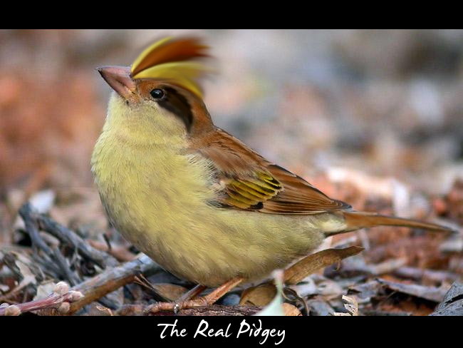 The_Real_Pidgey_by_foxmulder666.jpg