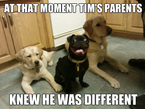 funny-pictures-knew-dog-was-different-600x450.jpg
