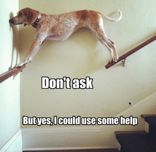 funny-animals-stuck-dog-dont-ask-lol-pictures-pics.jpg