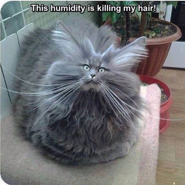 humidity-crazy-cat-hair-funny-pictures-animal-pics-600x600.jpg