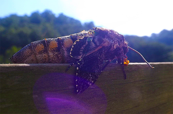 hawk_moth_with_purple_lens_flare_by_icycatelf-d95s7n3.jpg