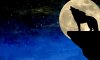 wolf by night.JPG