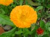 flowers wildlife garden 012.jpg 123456789.jpg