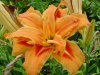 flowers wildlife garden 007.jpg123456789.jpg