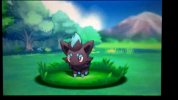 zorua shin.jpg