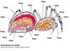 anatomy of a nope spider.jpg