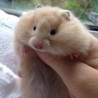 Hami_moeblob