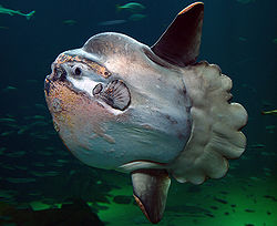 250px-Sunfish2.jpg