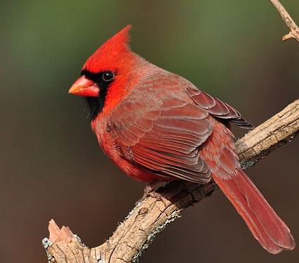 northern_cardinal_1.jpg