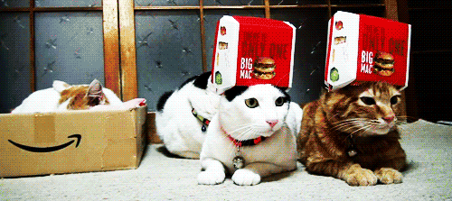 wNrSqWE.gif