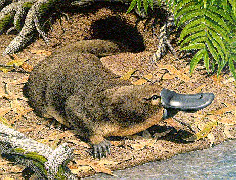 platypus.jpg