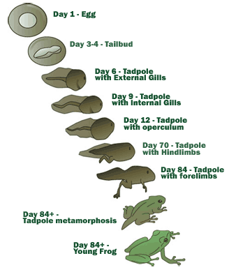 tadpole-to-frog1.gif