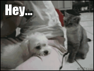 1291065371-1290232449030.gif