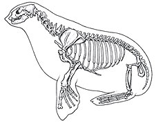 sealion_skeleton.jpg