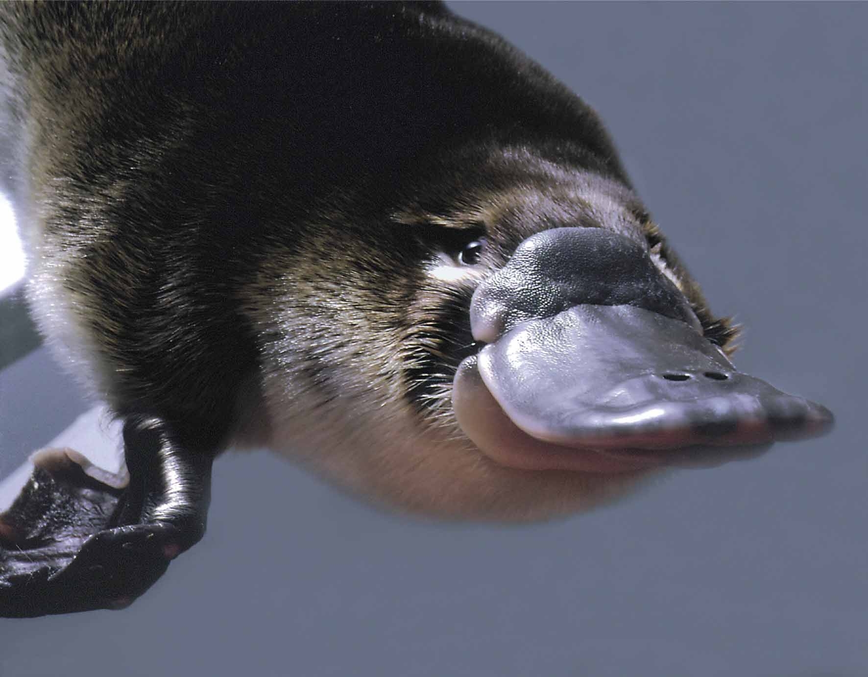 platypus3_h.jpg