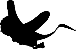 ssshadow.png