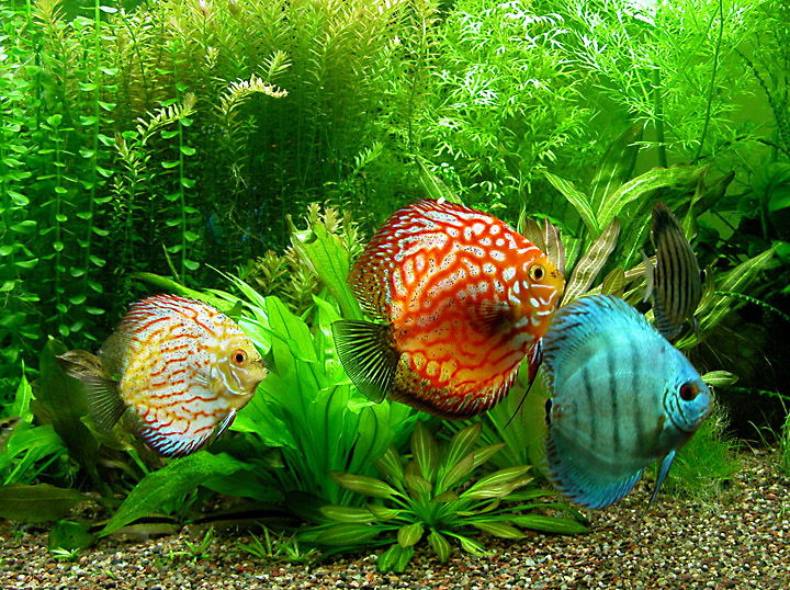 discus1.jpg
