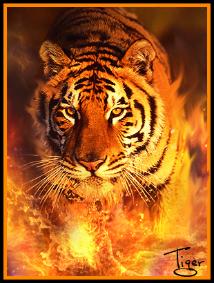 Tiger.png