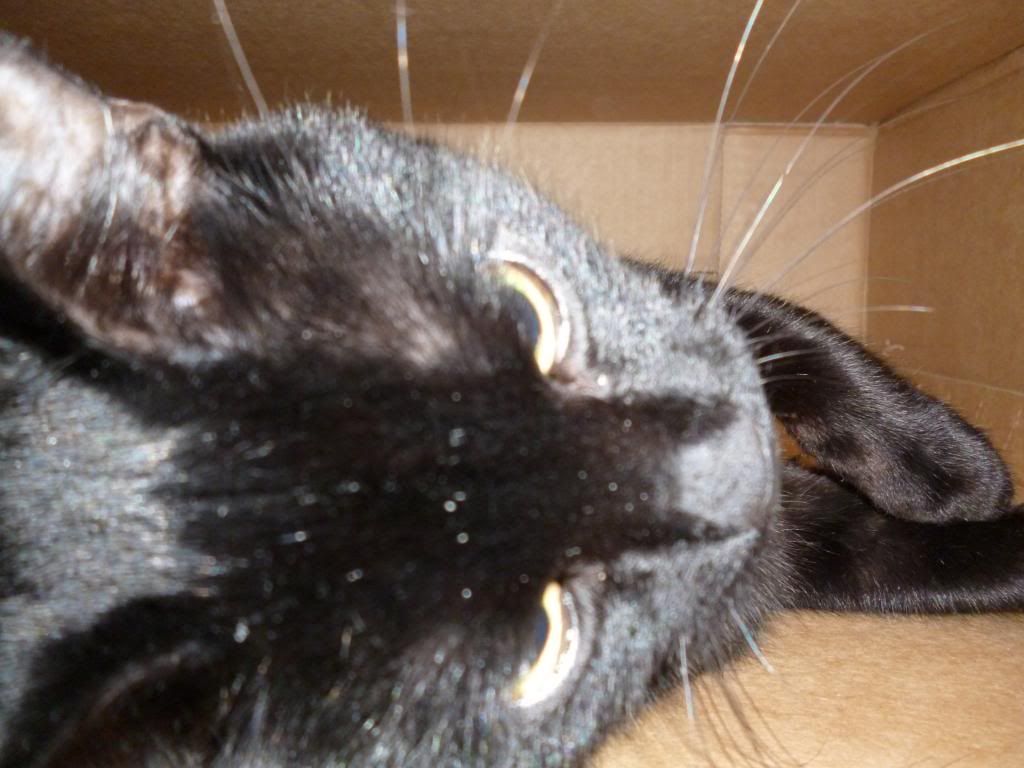 P1000322_zps97dfbe3c.jpg