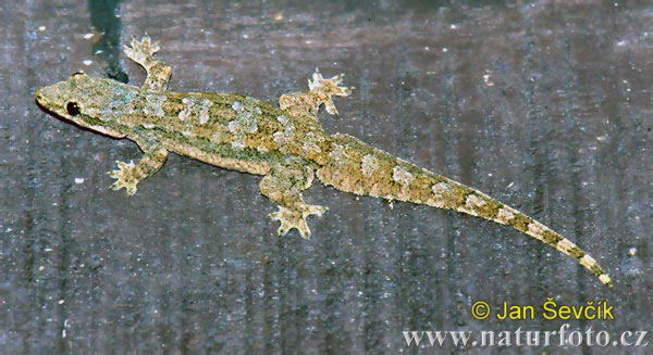 flat-tailed-house-gecko--cosymbotus-platyurus.jpg