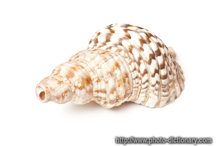 5124conch_shell.jpg