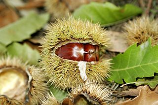 320px-Chestnut03.jpg