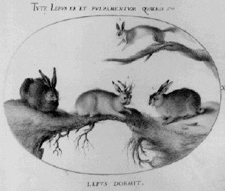 jackalope.jpg