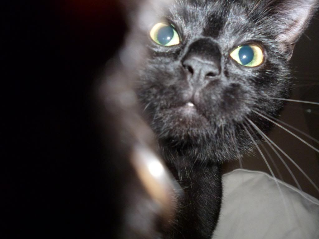 P1000271_zpscf07d0f4.jpg