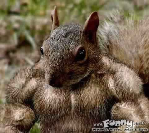 SteroidSquirrel.jpg