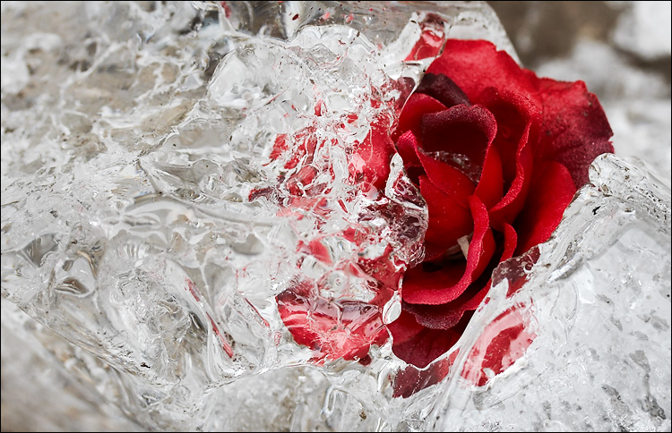 red_rose_broken_ice_01.jpg