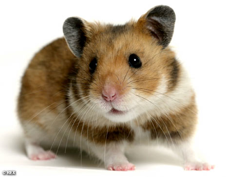hamster.jpg
