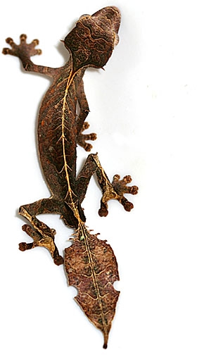 satanic-leaf-tailed-gecko.jpg
