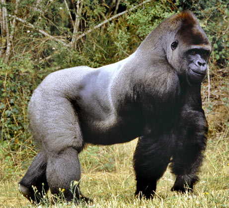 rare-gorilla.jpg