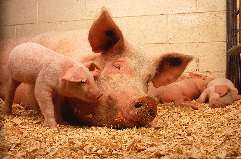 800px-Sow_and_five_piglets.jpg