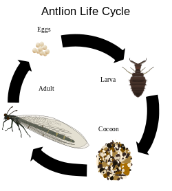 250px-Antlion_life_cycle.svg.png