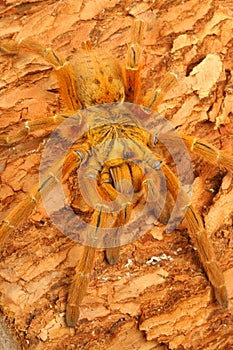 usambara-orange-baboon-tarantula-largethumb4417981.jpg