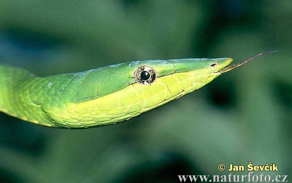 green-vine-snake--oxybelis-fulgidus.jpg