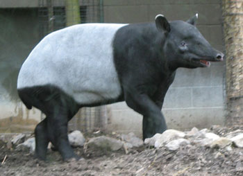 malayan_tapir_2.jpg