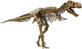 Trex Fossil