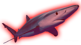 Hint Red Shark