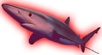 Redshark